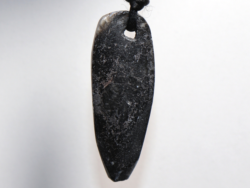 orthoceras with cord