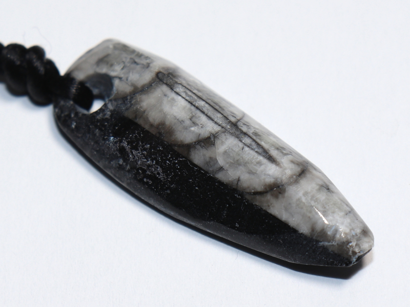 orthoceras with cord