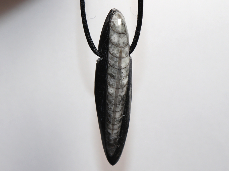 Orthoceras mit Band oder Silber 925