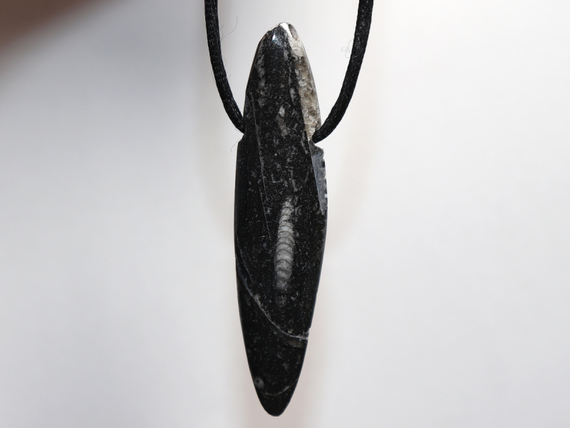 Orthoceras mit Band oder Silber 925