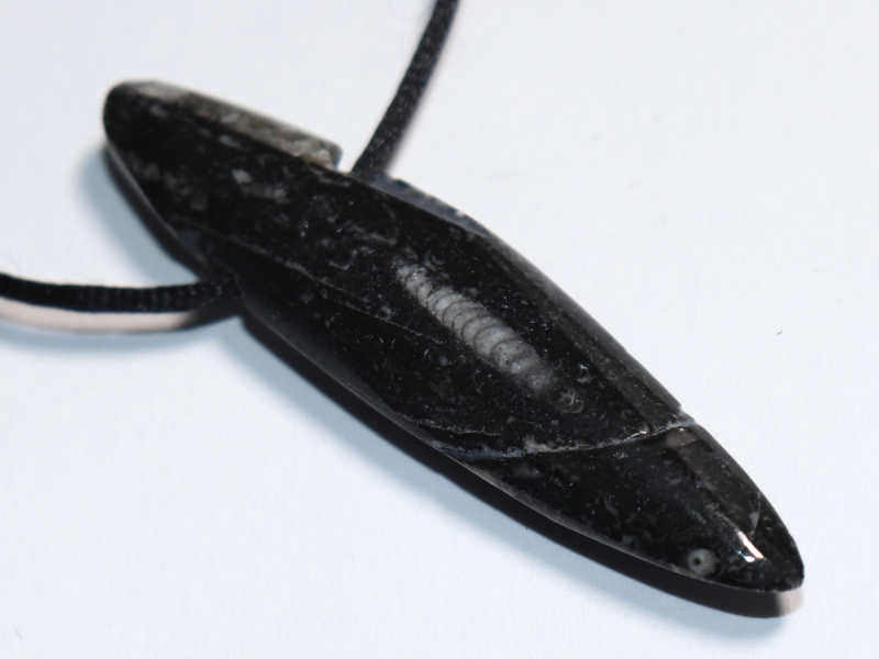 Orthoceras mit Band oder Silber 925