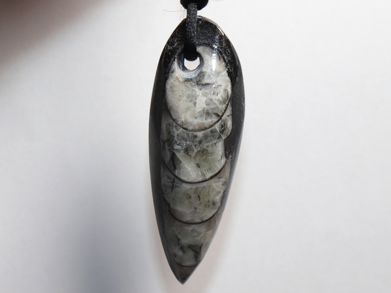 orthoceras with cord