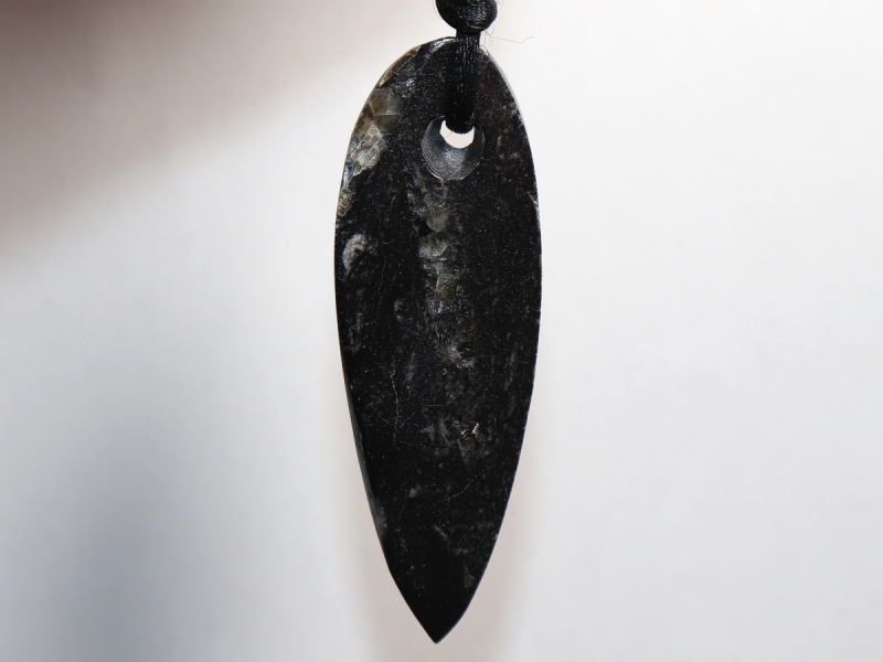 orthoceras with cord