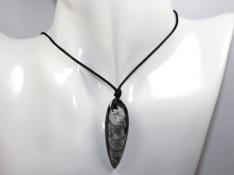 orthoceras with cord