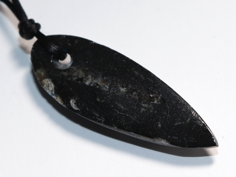 orthoceras with cord