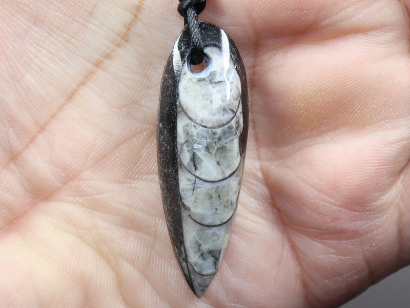 orthoceras with cord