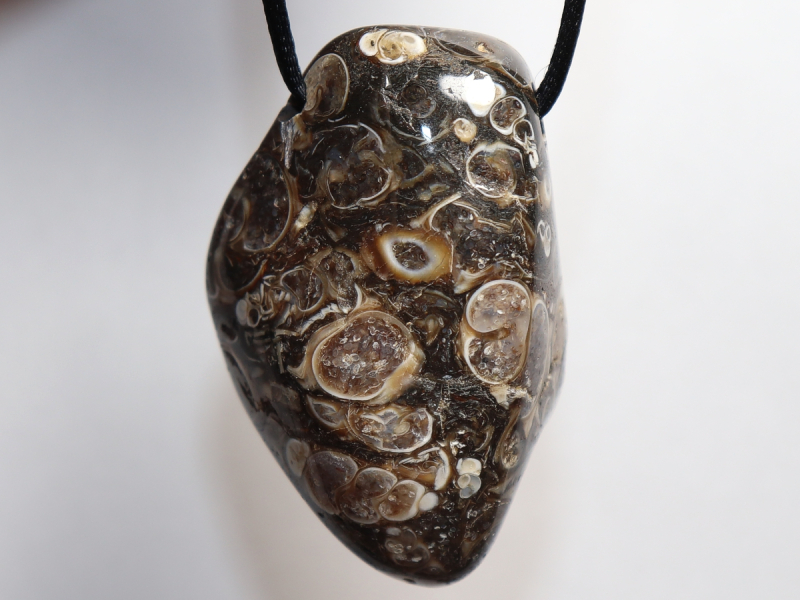 Turritella agate with cord or silver 925