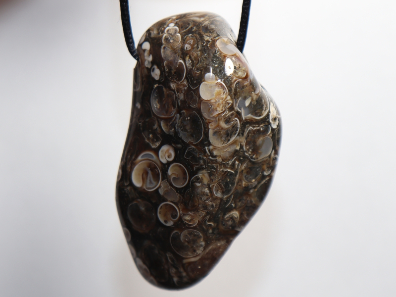 Turritella agate with cord or silver 925
