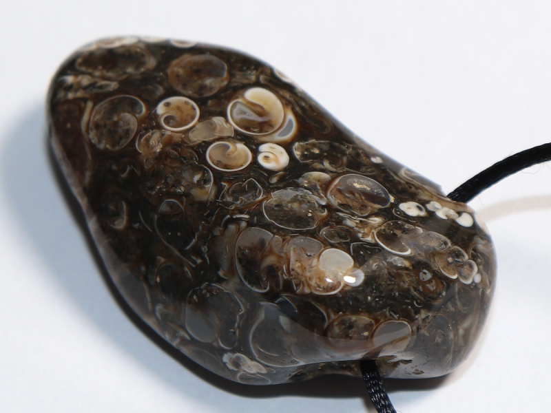 Turritella agate with cord or silver 925