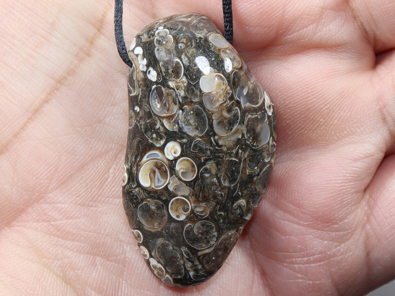 Turritella agate with cord or silver 925